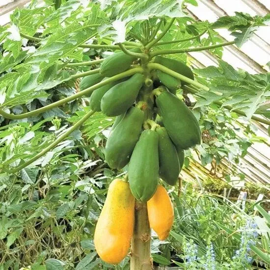 25 Tainung Papaya Seeds for Garden Planting - $9.47