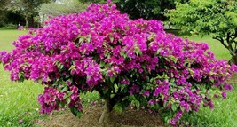 Elizabeth Angus  Bougainvillea Small Well Rooted Starter Plant**Live Bougainvill - £16.52 GBP