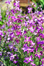 3000 Seeds Evening Scented (Night) Stock Matthiola Flower BULK, Lilac-Pink Mix - £7.16 GBP