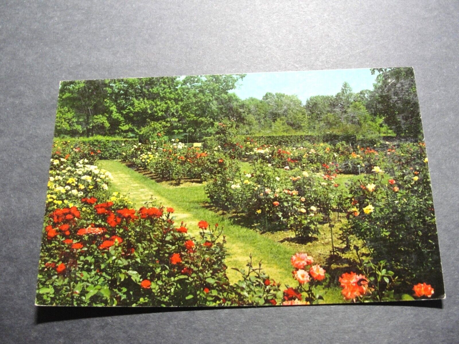 Primary image for Kingwood Center, Mansfield, Ohio- Rose Test Garden - 1960s Unposted Postcard.