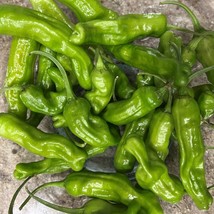 US Seller Shishito Pepper Seeds Fast Shipping - $10.25