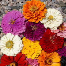 RJ 100 Seeds California Giants Mix Zinnia Seeds | Non-GMO - £3.08 GBP