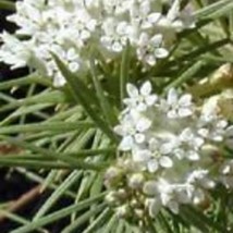 New Fresh Seeds 30 Ice Ballet Pure White Butterfly Weed Asclepias Flower Seeds P - $27.28