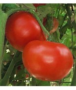Jet Star Tomato Seed - £1.54 GBP