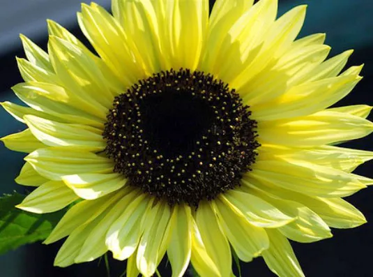 100 Sunflower Lemon Queen Yellow Sunflowers Sunflower Fresh Seeds - £11.18 GBP