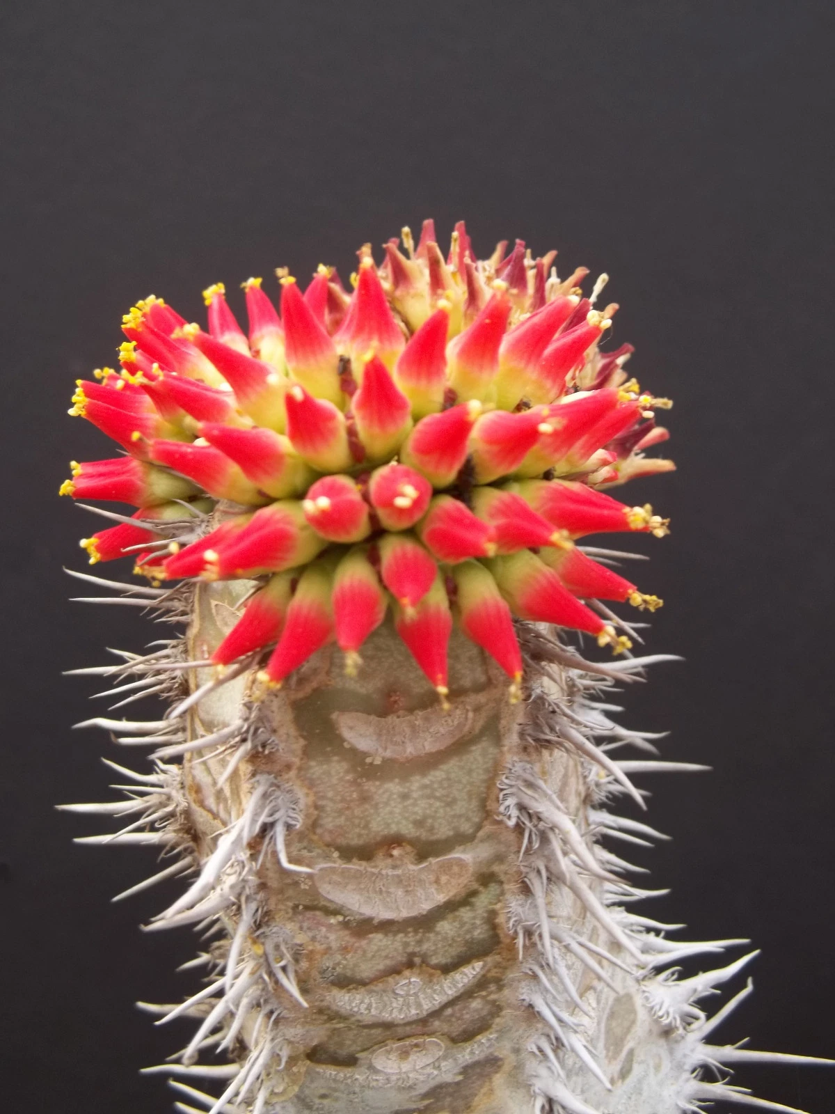 Euphorbia neohumbertii exotic madagascar palm cacti rare succulent seed 10 seeds Item image 2