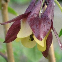 Oriental Columbine Seeds 50-1000 Seeds Non-Gmo Kode#1215 USA Seller Garden Fresh - £6.63 GBP