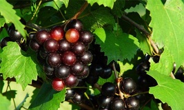 2 Muscadine Grape Vines Live Plants Fruit Rotundifolia Fox Bullace Bullet Bull - £52.56 GBP