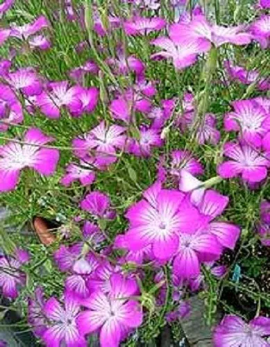 50 Milas Rose Corn Cockle Agrostemma Githago Pink Flower Seeds Fresh Seeds - £12.88 GBP