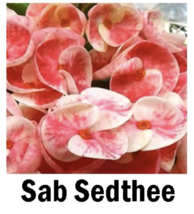 Starter Plant Sab Sedthee Crown Of Thorns-Euphorbia Milii Christ Plant - £36.75 GBP