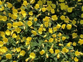SEEDS - Evening Primrose, Stunning Golden Blooms, Native Wildflower, Oen... - $3.49+