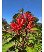 Firebush  Hamelia patens 100 Seeds - $321.24 MXN
