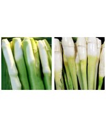 200PCS, Zizania Latifolia Seeds, Aquatic vegetables, Planting Seasons - $17.70 CAD