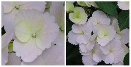 Fairytrail Bride Cascade Hydrangea - White Blooms - Garden - 4&quot; Pot - C2 - £43.86 GBP