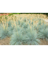 100+ Blue Fescue Grass Seeds (Festuca Cinerea Glauca) Silvery Blue Ornamental - $6.49