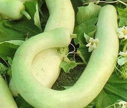 Fresh Italian Edible Squash 15 Seeds Cucuzzi Veggie US Seller - £26.22 GBP