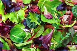 Spring Lettuce Mix - Seeds - Organic - Non Gmo - Heirloom Seeds – Vegetable Seed - $4.99