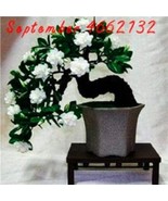 Jasmine Seeds White Flowers New Fresh US Shipping - $16.95 CAD