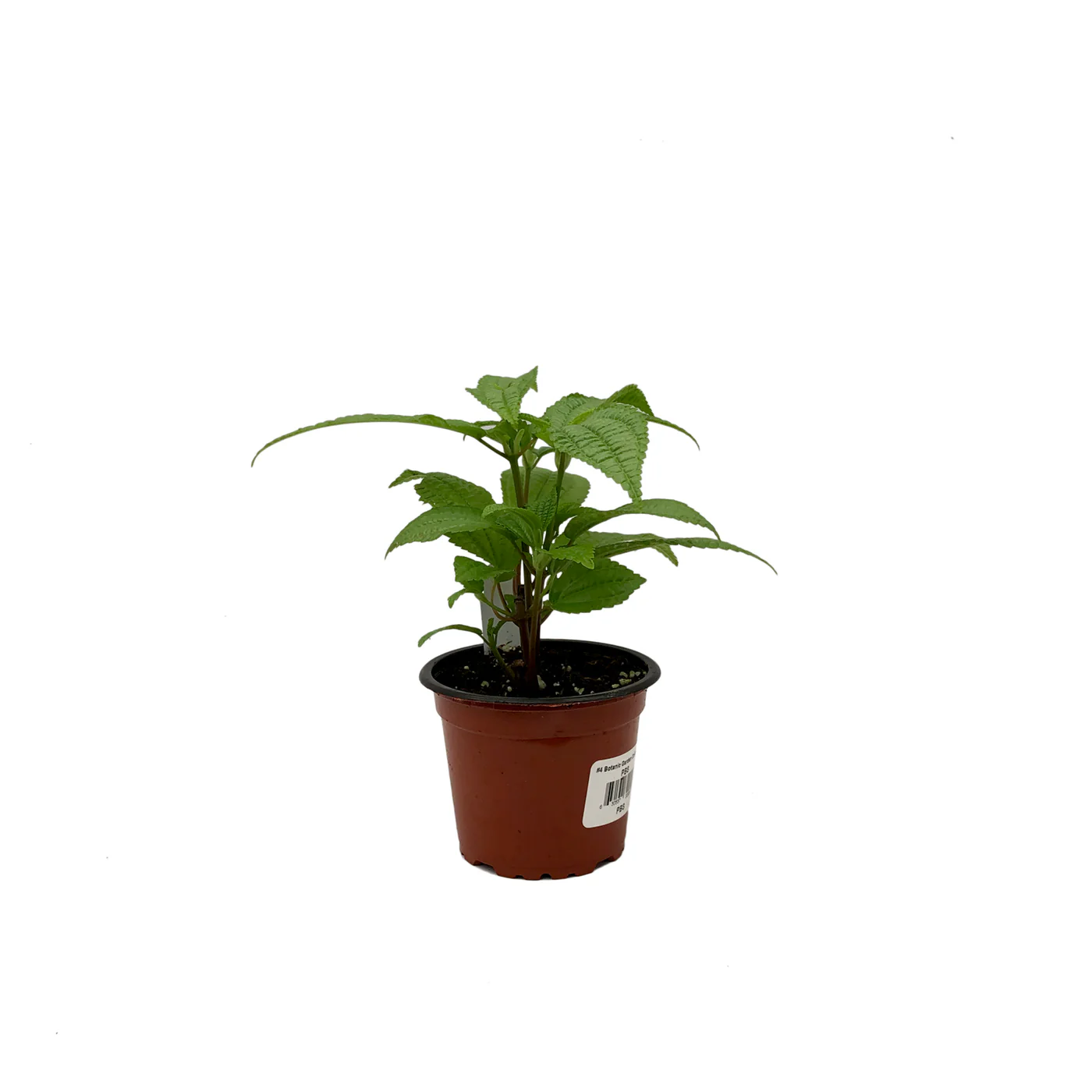 JGBO Pilea Grandifolia 3.5 until 4 Inch Pot USA Seller - $22.48