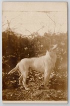 RPPC Beautiful White Dog Real Photo Postcard M26 - $9.95