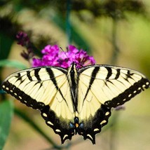 New Fresh Seeds Butterfly Bush Buddleia Davidii Garden Flower Seeds Mix 100 Seed - $13.06