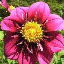 15 Dahlia Mignon Rose Colored Flower Seeds Fresh USA Fast Shipping - $19.64