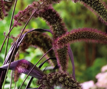 RED JEWEL MILLET Setaria Italica Ornamental Grass Flower Seeds, 500 Seeds - $9.62