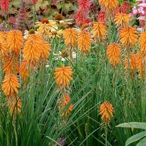 25 Poco Orange Torch Lily Hot Poker Flower Seeds Perennial - £7.87 GBP