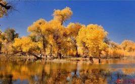 US Seller 50Pcs Populus Euphratica Seeds Ornamental Euphrates Poplar Salt Poplar - £9.85 GBP