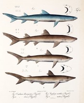 Decoration Poster.Home room art.Interior design.Shark species fish chart.7327 - £12.77 GBP+