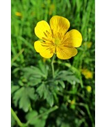 20 Seeds Meadow Buttercup Ranunculus Acris Organic - £15.78 GBP