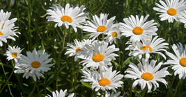 Roman Chamomile Seeds 1000+ Herb Medicinal Fragrant Groundcover - £8.20 GBP