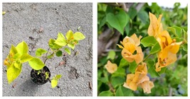 7 TO 10 INCHES TALL IN 4&quot; POT GOLD YELLOW BOUGAINVILLEA LIVE PLANT~PAPER... - £33.03 GBP