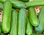 30 Seeds Muncher Cucumber Seeds Organic Summer Vegetable Garden Patio Co... - $8.99