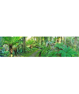 AllenbyArt Follow Me Landscape Scenery of Natural Forest Wall Art Poster... - $45.00+