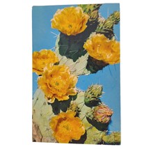 Postcard Common Prickly Pear Cactus Opuntia Engelmannii Chrome Unposted - £5.42 GBP