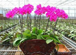 100 seeds Hydroponic Orchid Seeds Bonsai  - $14.09