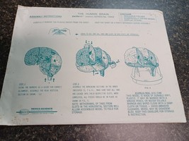 Vintage Human Brain Model Anatomical Anatomy Redco Science Ramco - £31.13 GBP