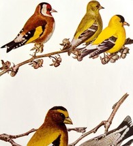 Goldfinch And Grosbeak Finch 1936 Bird Art Lithograph Color Plate Print ... - $29.99