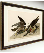 Audubon Hawk Peregrine Falcon Audubon Print Framed 25x20 - £91.92 GBP