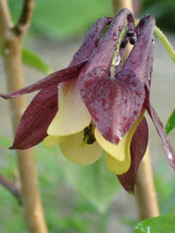 Fast Ship USA Seller Aquilegia Oxysepala Oriental Columbine 100 Seeds - £18.92 GBP