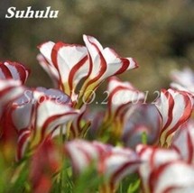 100PCS Rainbow Oxalis Wood Sorrel Flower Seeds Hydrid F1 - $8.99