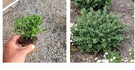 ( 1 ) - Soft Touch Dwarf Japanese Holly - Starter Plant ( 1 live plant ) - £24.76 GBP