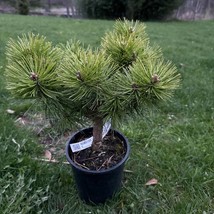 Il 700x700.5929619976 1f39 thumb200