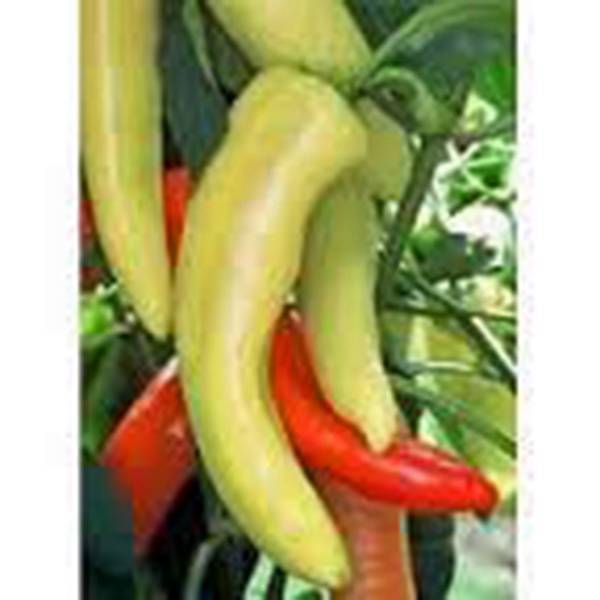 PEPPER SEED, SWEET HUNGARIAN YELLOW WAX, HEIRLOOM, ORGANIC, NON GMO, 500 SEEDS