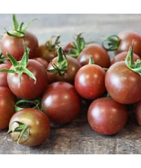 &#39;Purple Pearl&#39; Cherry Tomatoes 100 Seeds - $7.00