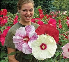 100 Seeds Giant Hibiscus Flower Hardy,Mix Color, DIY Home Garden Potted or Yard - £15.24 GBP