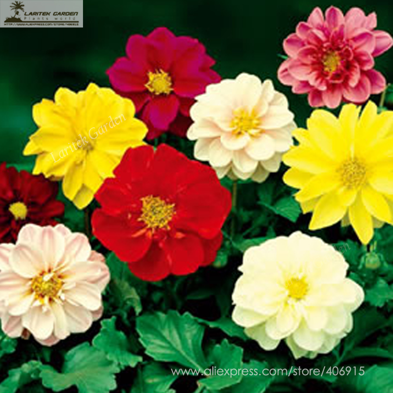 New Fresh Mixed 9 Colors Dwarf Dahlia Flower Seeds 30 Red Yellow Orange ... - $3.42