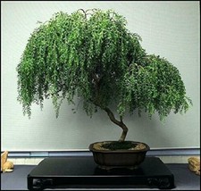 Live Plant Bonsai Tree Dwarf Weeping Willow Best Gift Houseplant Indoor - £53.08 GBP