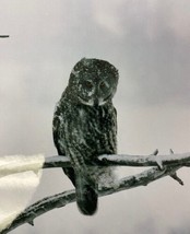 Lot of (9) Original 12x8" Snow Owl Color Photograph Photo Bird Animal Art image 2